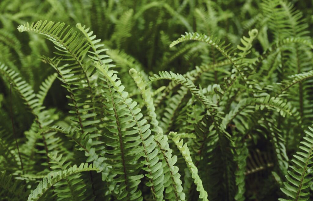 The Laurel Highlands - where Wild Roots calls home for the summer months
