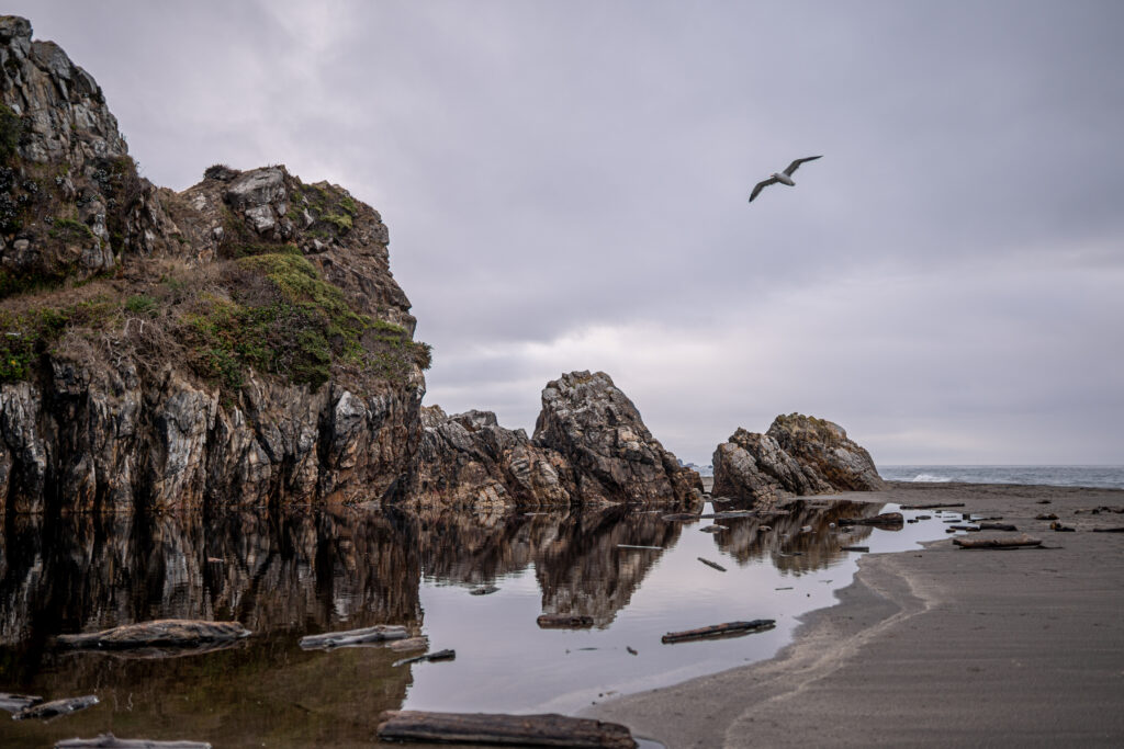 Wild Roots Creative in Oregon, on the Coast