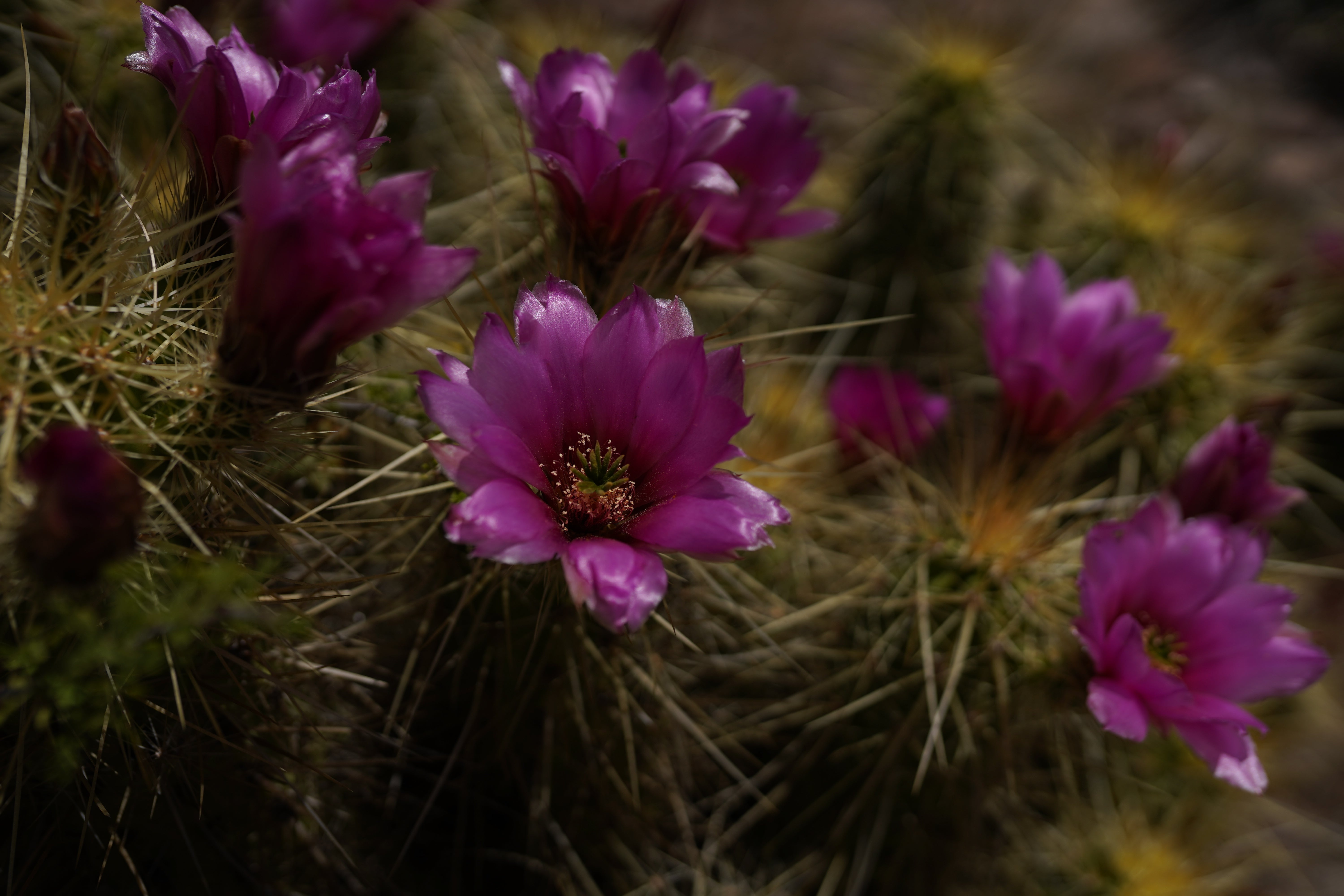 Wildflower Necklace - Image 5