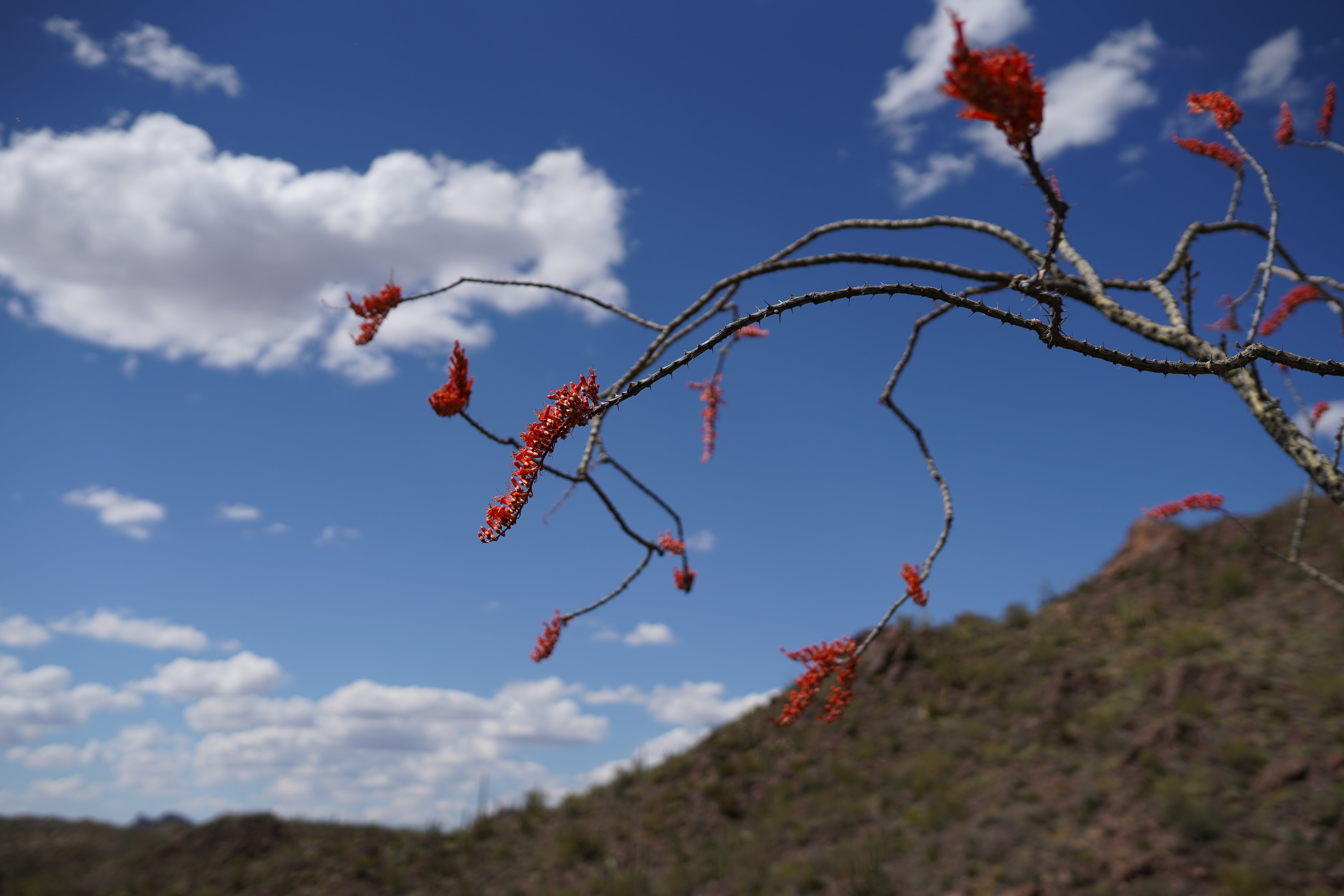 Wildflower Necklace - Image 9
